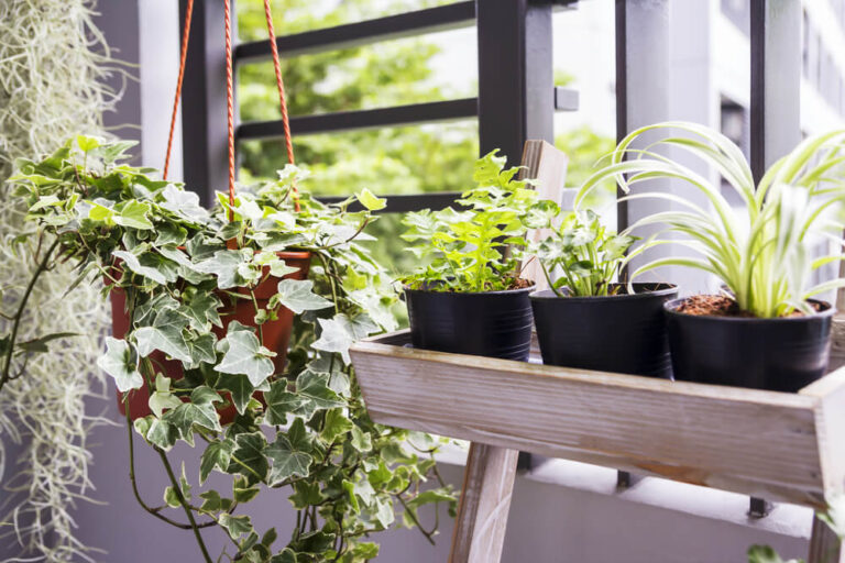 plants growing inside of an apartment